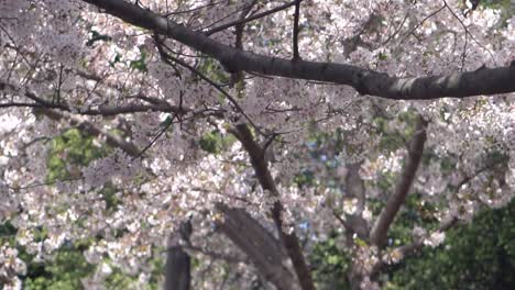 primer plano y cámara lenta de flores de cerezo en washington, dc