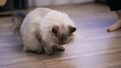 Woman-giving-small-food-to-cat-on-the-floor-from-her-hand