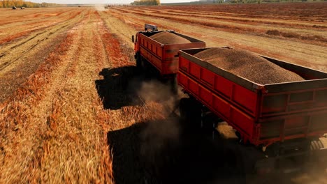 harvesting trucks in a field