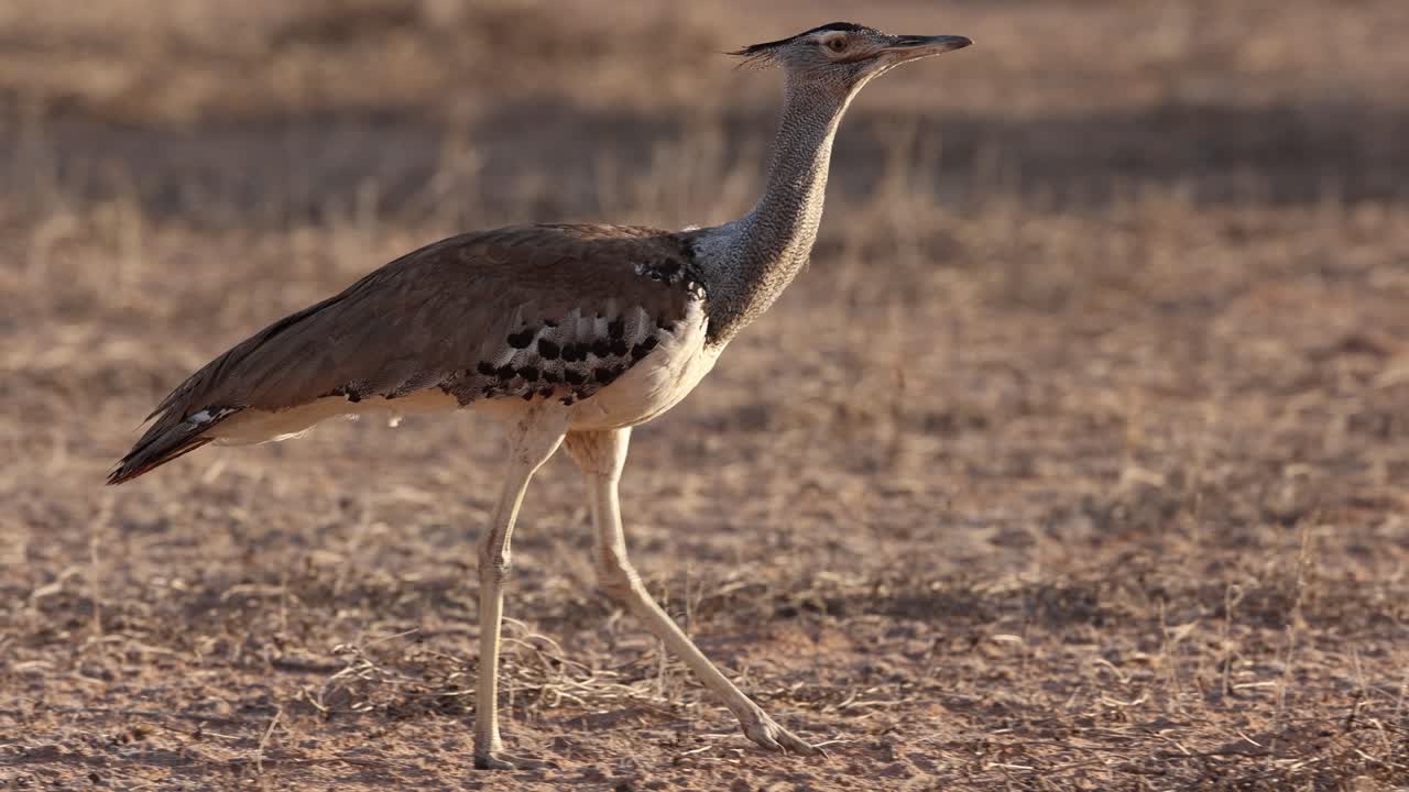 Panning shot of a kori bustard walking in the dry landscape of Kgalakgadi Transfrontier Park.