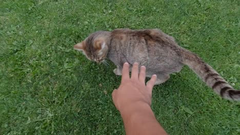 male hand petting brown cat pov in on gras