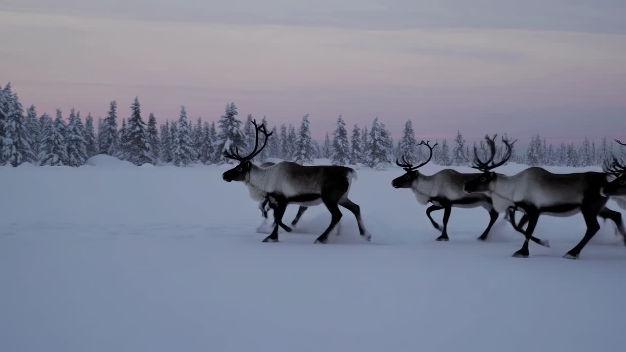 En rolig vinterlandskabsvideo med en vidvinkelvisning, der fanger to rensdyr, der går.
