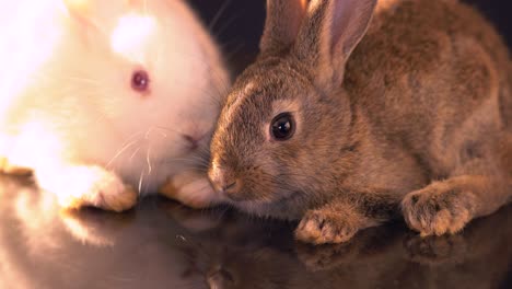 two baby rabbits sitting  over black background.