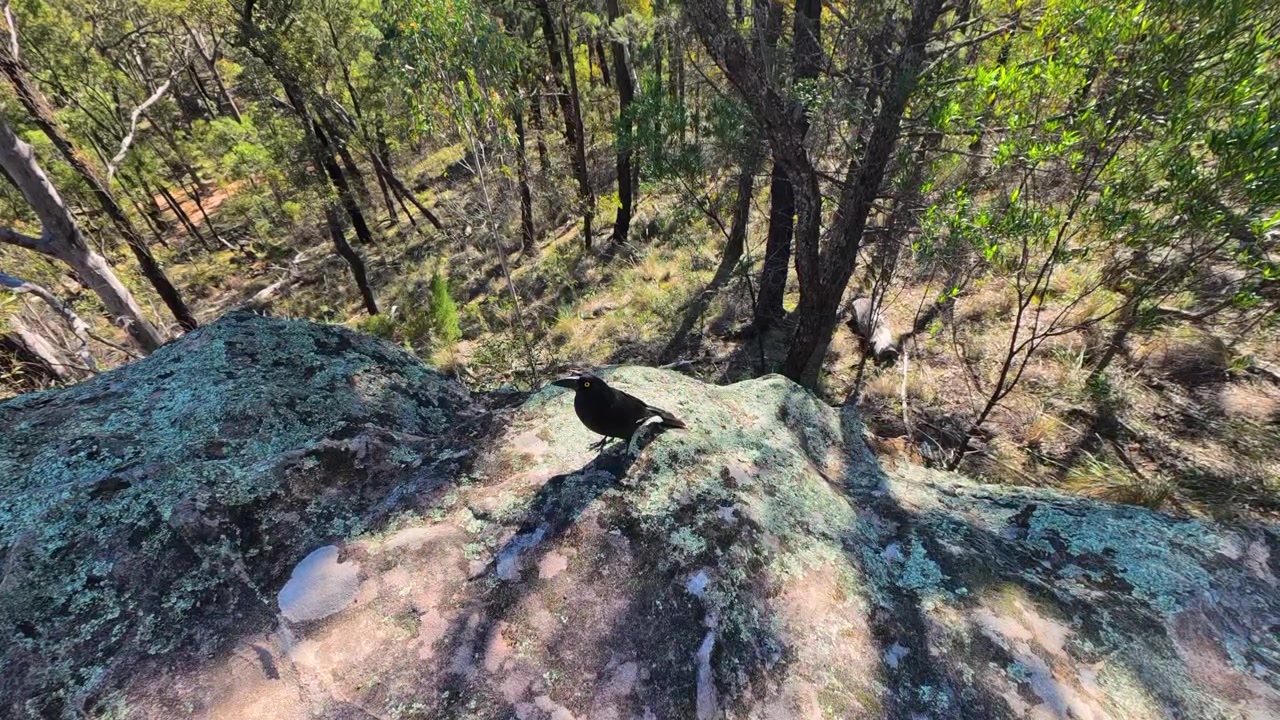 A pied currawong rests on a sunlit rocky cliff overlooking dense Australian forest.