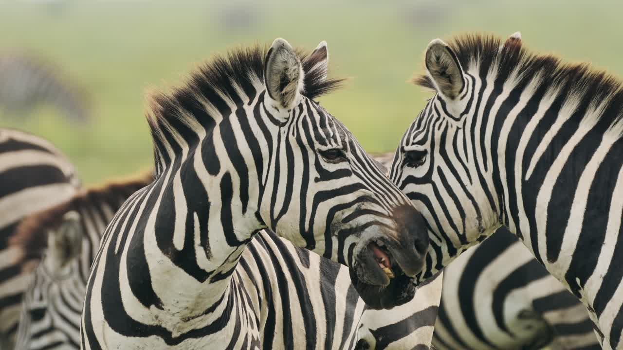 zebra retrato de cerca de un rebaño en áfrica en el parque nacional del serengeti en tanzania, dos cebras durante la migración, migrando en el serengeti sobre animales africanos en safari de vida silvestre