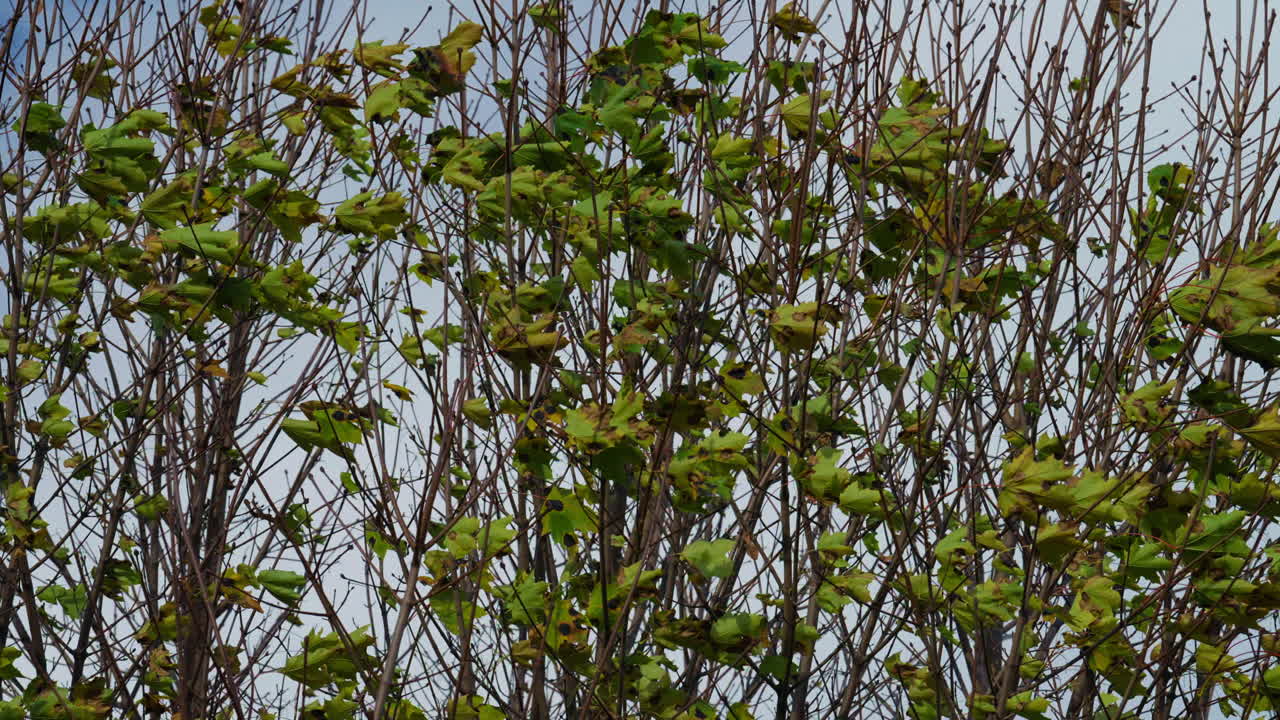 Vibrant green leaves sway in a gentle breeze on a sunny day