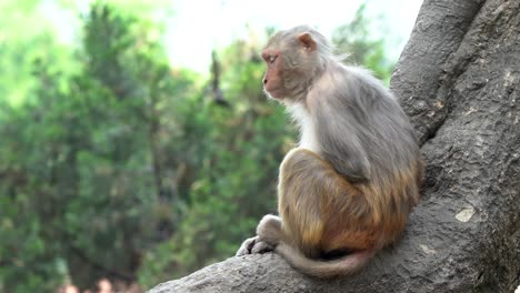 A-monkey-relaxing-on-the-trunk-of-a-tree-in-the-jungle