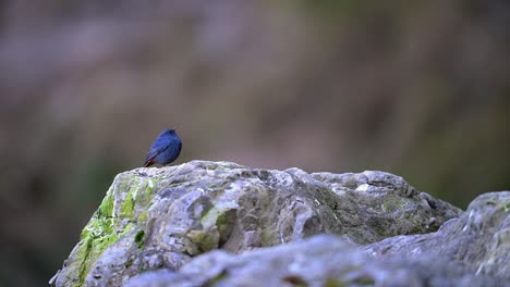 plumbeous water redstart on rock in water stream