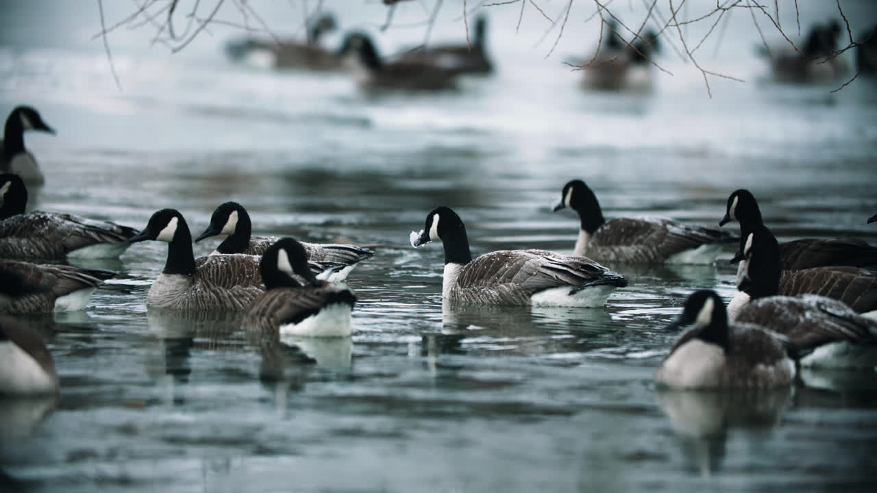 bandada de gansos canadienses salvajes nadando en aguas tranquilas del lago