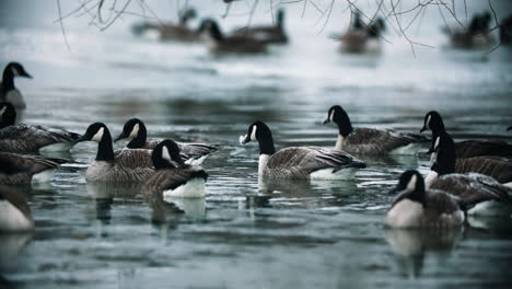 Flock-of-Wild-Canadian-Geese-Swimming-in-Calm-Lake-Water