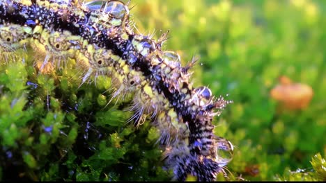 kleine schildkrötenraupe (aglais urticae). die urtikarienraupe kriecht in den strahlen der untergehenden sonne.