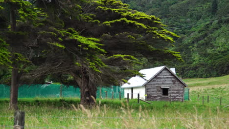 Gran-Cupressus-Macrocarpa-Junto-A-Una-Cabaña-En-El-Campo-De-Nueva-Zelanda