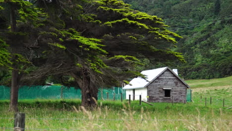 large cupressus macrocarpa next to a cabin in nz countryside