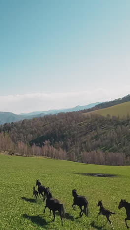 thoroughbred horses with fleet legged colts gallop along green valley with bare forest aerial view. breeding equal animals in natural reserve slow motion