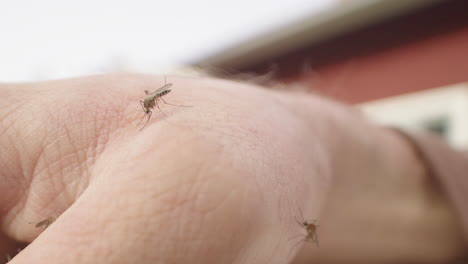 mano caucásica envuelta por mosquitos chupadores de sangre, deslizador de primer plano a la izquierda