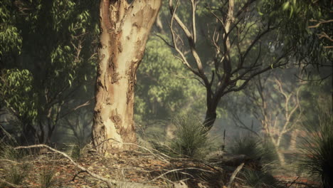 el interior de australia con árboles y arena amarilla