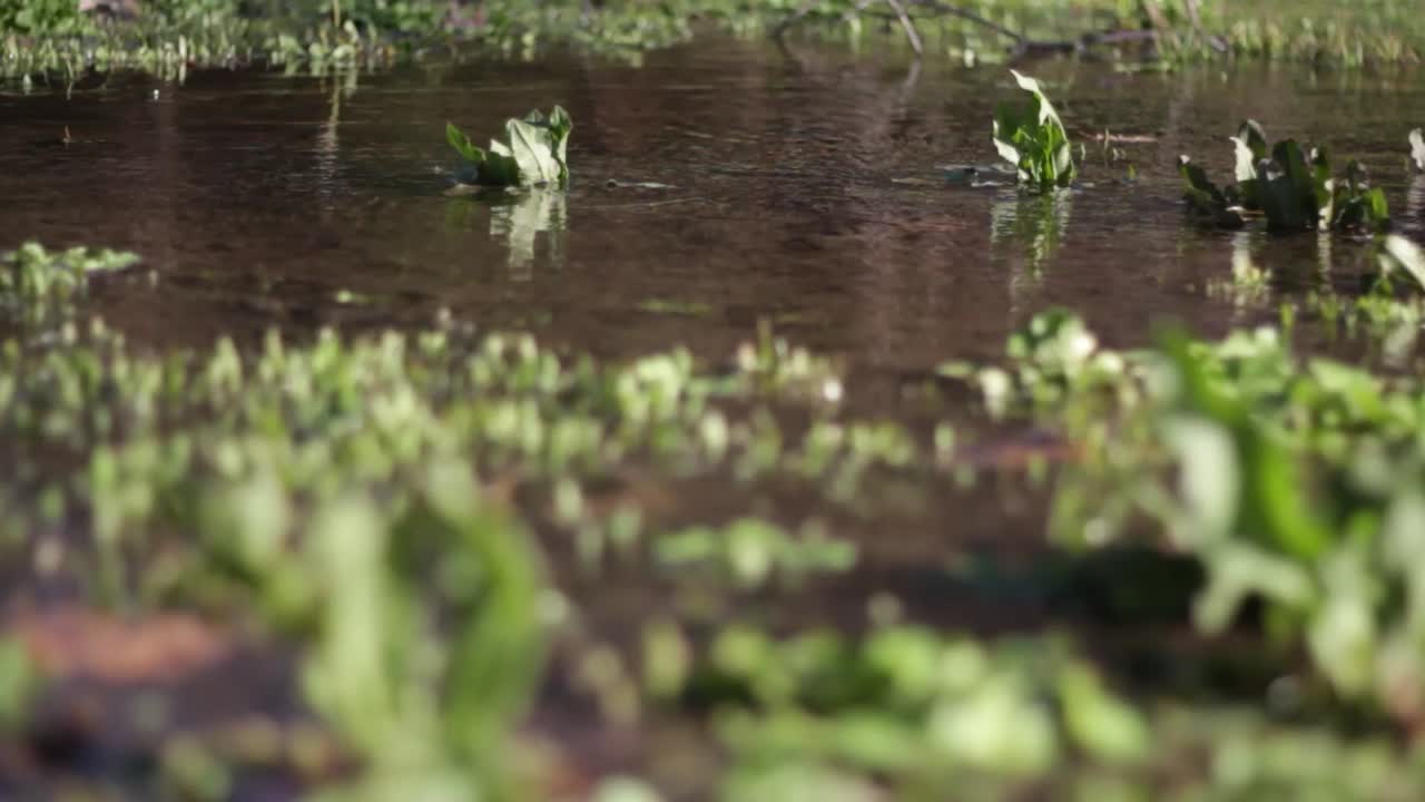 Spring | Ground-water with plants | Windy weather