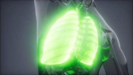examen radiológico de los pulmones humanos