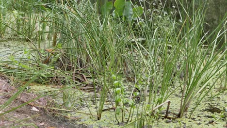 overgrown, flowering swamp, a river with green aquatic meadow plants, reeds. 4k