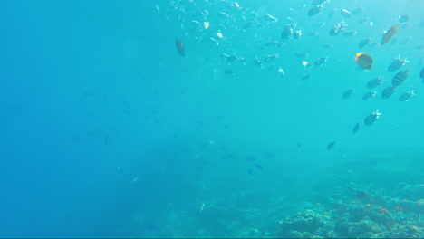 Variety-Of-Sea-Fish-On-The-Background-Of-Coral-Reefs