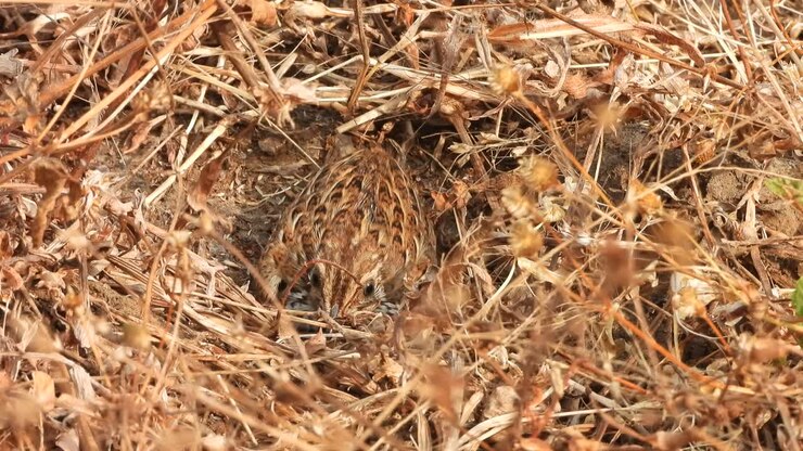 Quail bird - chick- grass