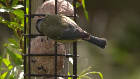 Blue-tit-on-bird-feeder,-flies-away