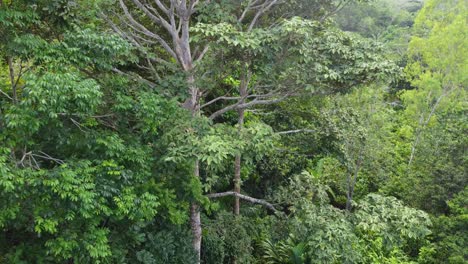 Approaching-drone-shot-of-a-lush-forest,-and-slowly-moving-down-to-reveal-a-small-stream,-located-in-Santa-Marta,-Magdalena,-in-Colombia