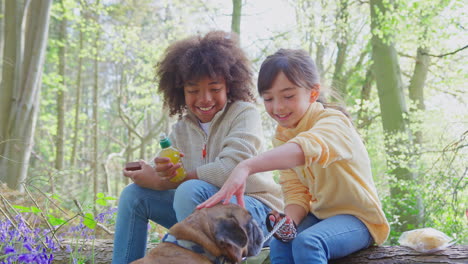 two children walking pet dog through bluebell woods in springtime taking a break sitting on log