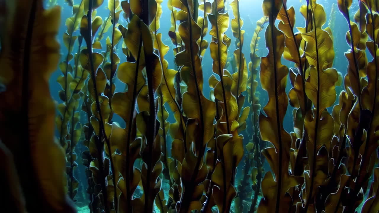 bosque de algas submarinas