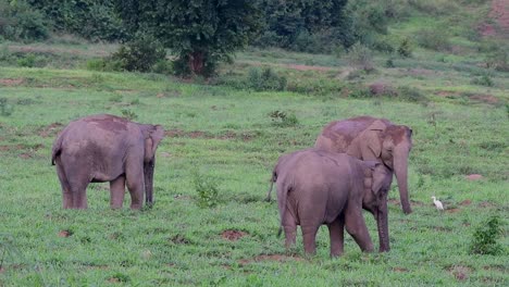 the asiatic elephants are endangered species and they are also residents of thailand