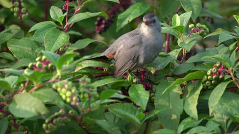 Ein-Catbird,-Der-In-Einem-Beerenbusch-Sitzt-Und-Beeren-Isst