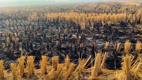 Partial-remains-of-the-crop-burnt-by-the-farmers-in-the-fields-of-the-punjab