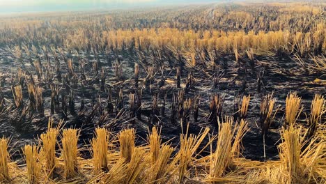 partial remains of the crop burnt by the farmers in the fields of the punjab