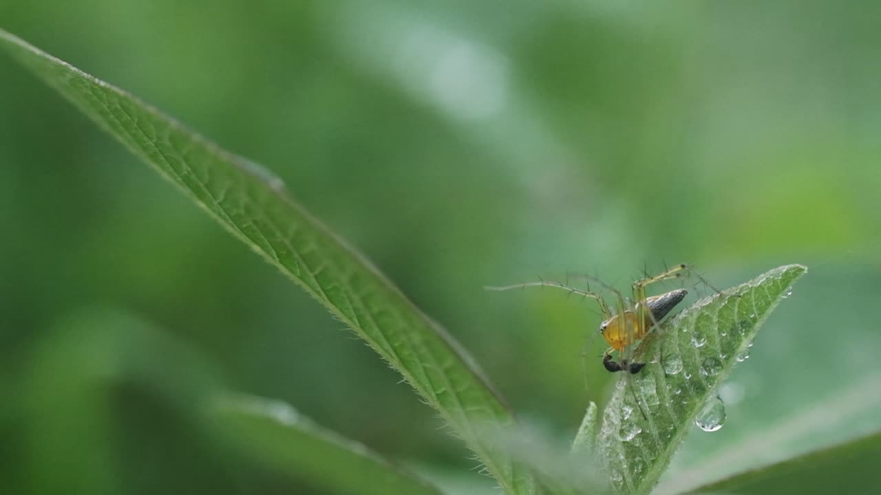 작고 털이 많은 노란색 인도 정원 스라소니 거미는 먹이를 기다리고 느린 동작으로 거미줄을 회전시킵니다.