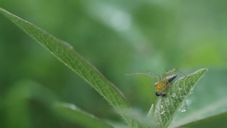 small hairy yellow indian garden lynx spider waiting for prey then spinning a web in slow motion close up