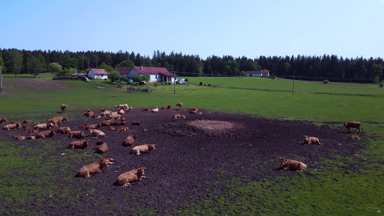 Majestætisk droneoptagelse fra oven af en kvægflok på en græseng i Tjekkiet, Europa, en sommerdag i 2023