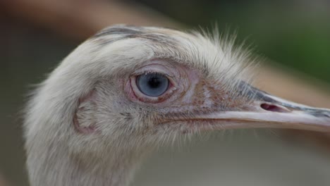 telefoto de cerca de la cabeza y el pico de la rhea mayor o el nandu blanco con ojos azules