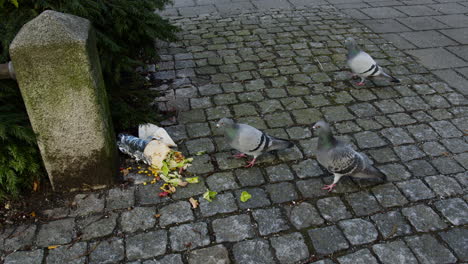 Static-shot-of-pigeons-eating-the-remains-of-a-dropped-kebab-off-the-street
