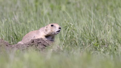 Schwarzschwanz-Präriehund-Sitzt-Am-Eingang-Seines-Baus-Auf-Dem-Pawnee-Grasland