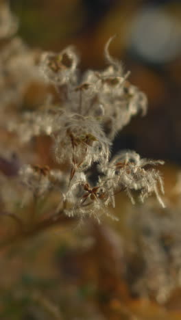 primer plano de delicadas hojas de otoño balanceándose en la brisa, iluminadas por la cálida luz del sol, fondo suave y soñador mejora la tranquilidad de la naturaleza, mostrando detalles del follaje moviéndose suavemente en el viento