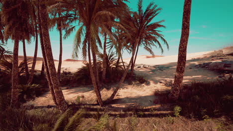 Oasis-En-Las-Dunas-Del-Desierto-Marroquí