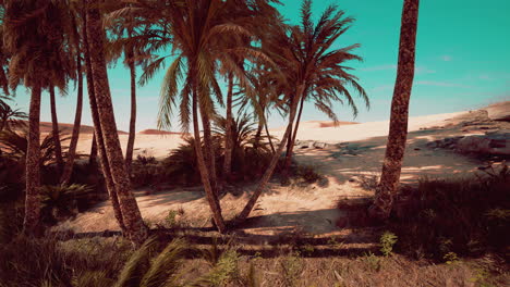 Oasis-at-the-moroccan-desert-dunes