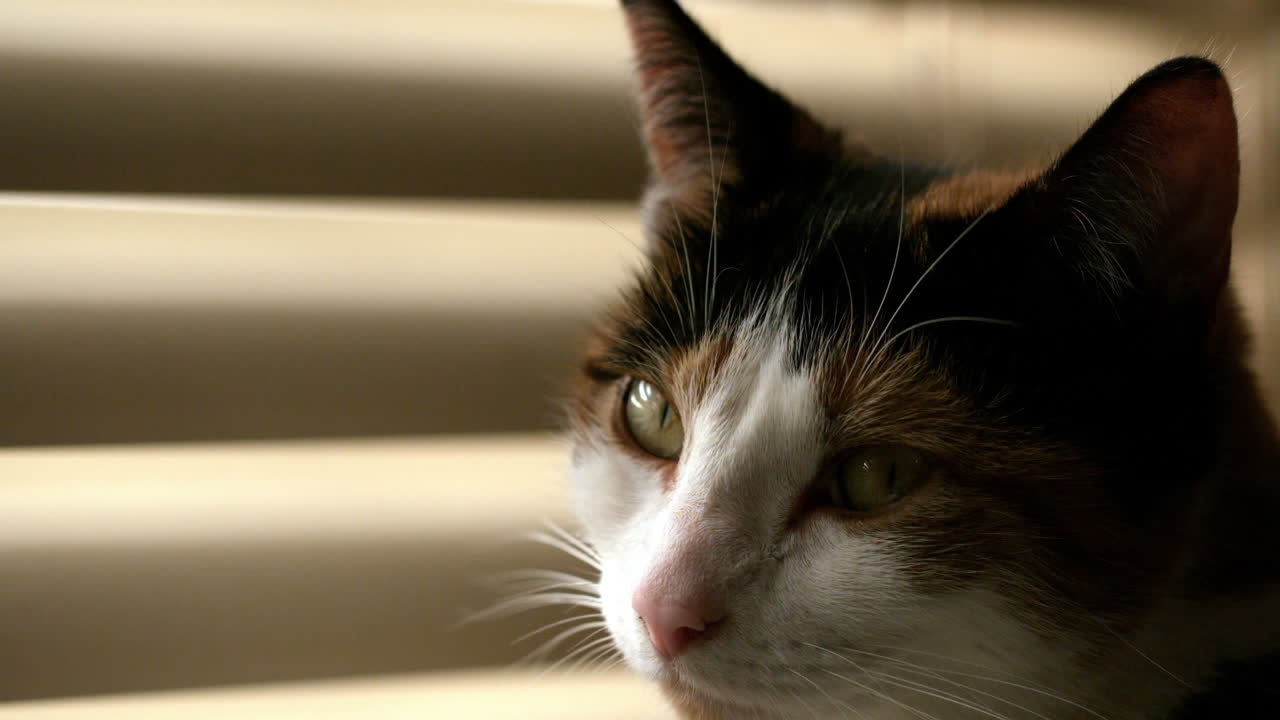 귀여운 고양이가 카메라로 돌아갑니다.