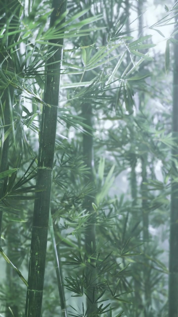 Foresta di bambù con fitta vegetazione in tempo nebbioso al mattino presto.