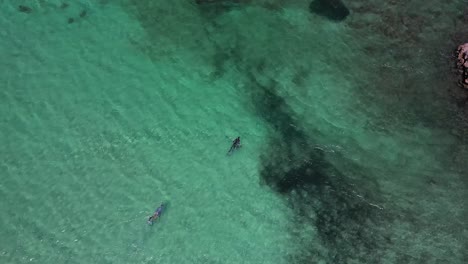 free diver swimming on the tropical beach in carnarvon, west australia - aerial shot