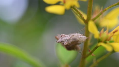 Praying-Mantis,-Ceratomantis-saussurii,-Thailand,-seen-perched-sideways-on-the-stem-of-a-plant-with-yellow-flowers-while-moving-with-the-wind-then-shakes-its-body-as-it-preens-its-antennae