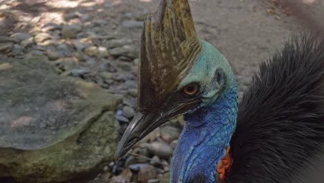 distinctive blue head and neck of a double-wattled cassowary, large flightless bird in queensland, australia