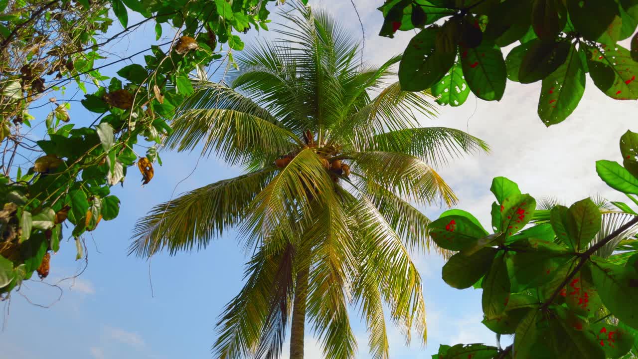 palmera tropical en una selva exuberante