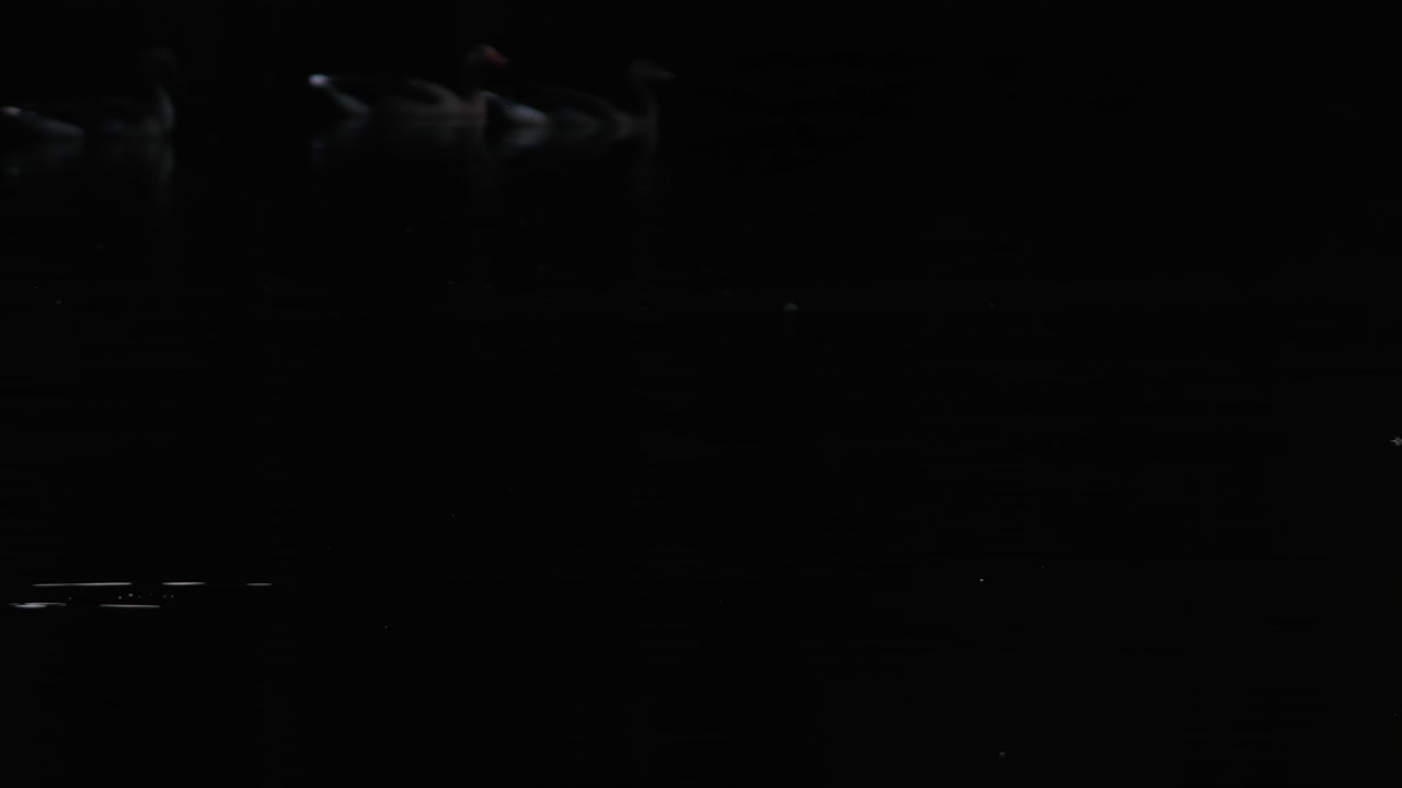 Elegant White Heron Bird in the Water at Twilight