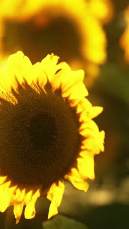 closeup of a sunflower